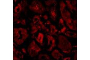 Immunofluorescence of Ski in human kidney tissue with this product at 20 μg/ml. (SKIP (C-Term) antibody)