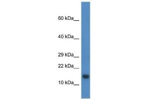 Western Blot showing Pnrc2 antibody used at a concentration of 1. (PNRC2 antibody  (N-Term))