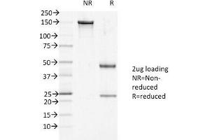 SDS-PAGE Analysis of Purified, BSA-Free DSG1 Antibody (clone 27B2). (Desmoglein 1 antibody  (Internal Region))