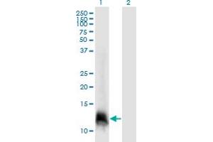 Western Blot analysis of ELOF1 expression in transfected 293T cell line by ELOF1 monoclonal antibody (M06), clone 4F6. (ELOF1 antibody  (AA 1-83))