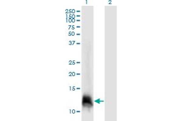 ELOF1 Antikörper  (AA 1-83)
