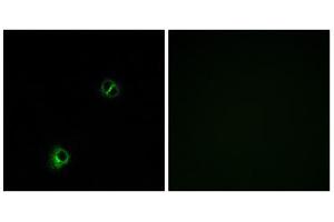 Immunofluorescence analysis of A549 cells, using FZD9 antibody.