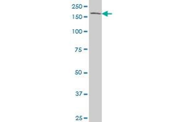 TEK antibody  (AA 66-185)