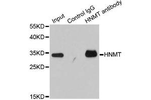 Immunoprecipitation analysis of 200ug extracts of HT-29 cells using 1ug HNMT antibody (ABIN6292124).