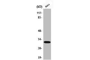 Western Blot analysis of HeLa cells using Phospho-DARPP-32 (T75) Polyclonal Antibody (DARPP32 antibody  (pThr75))