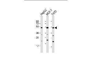 All lanes : Anti-SLC9A3R1 Antibody (Center) at 1:2000 dilution Lane 1: HepG2 whole cell lysate Lane 2: MCF-7 whole cell lysate Lane 3: T47D whole cell lysate Lysates/proteins at 20 μg per lane. (SLC9A3R1 antibody  (AA 168-197))