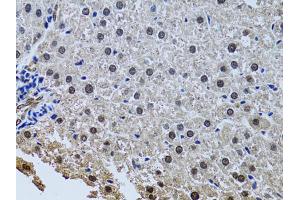Immunohistochemistry of paraffin-embedded rat liver using SIN3A antibody. (SIN3A antibody)