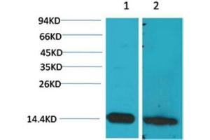 Western Blot (WB) analysis of 1) Mouse Brain Tissue, 2) Rat Brain Tissue with S100beta Rabbit Polyclonal Antibody diluted at 1:2000. (S100B antibody)