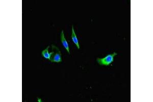 Immunofluorescent analysis of Hela cells using ABIN7155180 at dilution of 1:100 and Alexa Fluor 488-congugated AffiniPure Goat Anti-Rabbit IgG(H+L) (Fc epsilon RI/FCER1A antibody  (AA 26-205))