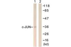 Western Blotting (WB) image for anti-Jun Proto-Oncogene (JUN) (AA 221-270) antibody (ABIN2888807) (C-JUN antibody  (AA 221-270))