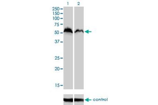 NRF1 抗体  (AA 201-285)