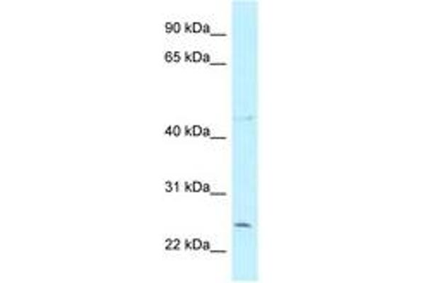 CCDC85B antibody  (AA 54-103)