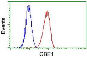 Image no. 2 for anti-Glucan (1,4-alpha-), Branching Enzyme 1 (GBE1) antibody (ABIN1498395) (GBE1 antibody)
