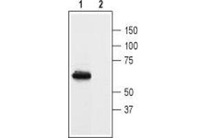 Western blot analysis of rat brain membranes:1. (Prokineticin Receptor 1 (PROKR1) Peptide)
