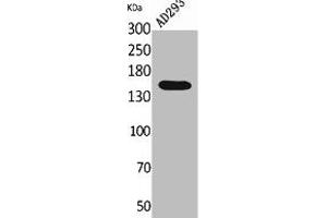 Western Blot analysis of AD293 cells using NTE Polyclonal Antibody. (PNPLA6 antibody  (Internal Region))