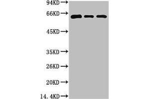Western blot analysis of 1) 293T Cell Lysate, 2) C2C12 Cell Lysate, 3) Rat Brain Tissue Lysate using Beclin-1 Mouse mAb diluted at 1:2000. (Beclin 1 antibody)