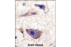 Formalin-fixed and paraffin-embedded human brain tissue reacted with Nptx1 Antibody (C-term), which was peroxidase-conjugated to the secondary antibody, followed by DAB staining. (NPX1 antibody  (C-Term))