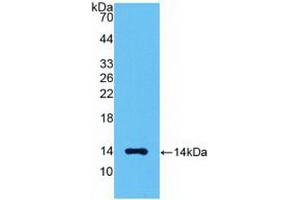 Western blot analysis of recombinant Human MSTN. (MSTN antibody  (AA 266-375))