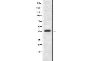 Western blot analysis GDF1 using K562 whole cell lysates