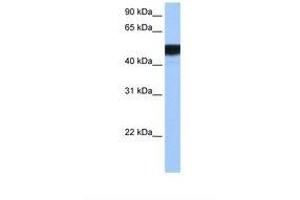 Image no. 1 for anti-Hepatocyte Nuclear Factor 4 gamma (HNF4G) (N-Term) antibody (ABIN6738174)