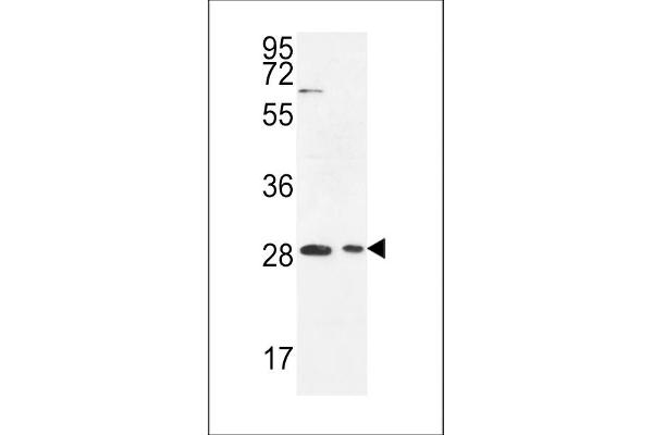 ERMN antibody  (AA 113-141)