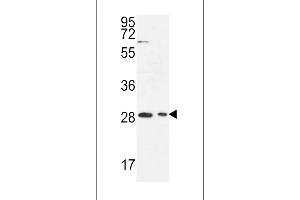 ERMIN Antibody (Center) (ABIN651086 and ABIN2840065) western blot analysis in Jurkat,293 cell line lysates (35 μg/lane). (ERMN antibody  (AA 113-141))