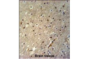 ACTL6B Antibody (N-term) (ABIN651520 and ABIN2840276) immunohistochemistry analysis in formalin fixed and paraffin embedded human brain tissue followed by peroxidase conjugation of the secondary antibody and DAB staining. (Actin-Like 6B antibody  (N-Term))