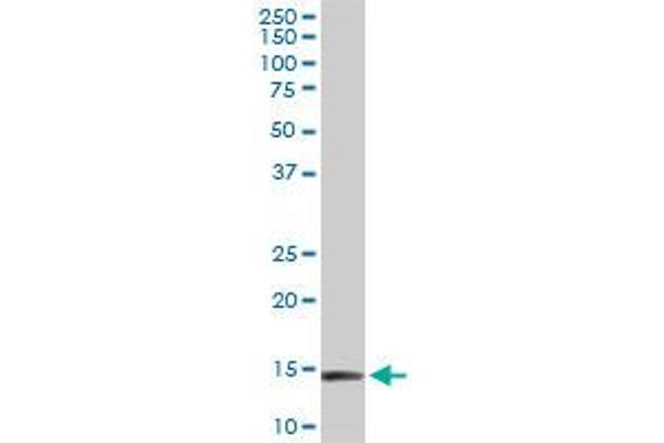 RPL36A antibody  (AA 7-106)