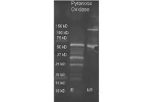 Goat anti Pyranose Oxidase antibody  was used to detect pyranose oxidase under reducing (R) and non-reducing (NR) conditions. (Pyranose Oxidase antibody)