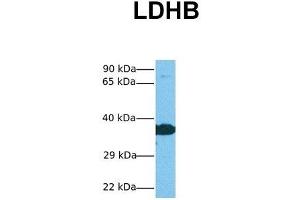 Western Blotting (WB) image for anti-Lactate Dehydrogenase B (LDHB) (C-Term) antibody (ABIN2783283)