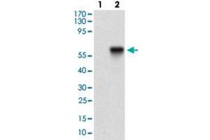 Western blot analysis of Lane 1: Negative control [HEK293 cell lysate]; Lane 2: Over-expression lysate [TIE1 (AA: 385-607)-hIgGFc transfected HEK293 cells] with TIE1 monoclonal antibody, clone 8D12B10  at 1:500-1:2000 dilution. (TIE1 antibody  (AA 385-607))