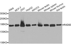 Western blot analysis of extracts of various cell lines, using RAD50 antibody (ABIN5971576) at 1/1000 dilution. (RAD50 antibody)