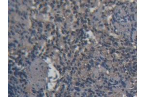 DAB staining on IHC-P; Samples: Porcine Spleen Tissue (CD3D antibody  (AA 22-103))