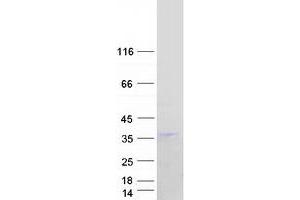 Western Blotting (WB) image for Kallikrein 6 (KLK6) (Transcript Variant C) protein (Myc-DYKDDDDK Tag) (ABIN2724328)