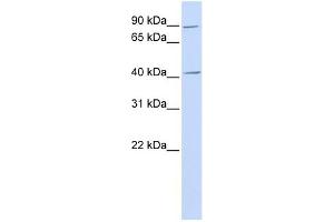 USP18 antibody used at 1 ug/ml to detect target protein. (USP18 antibody  (N-Term))