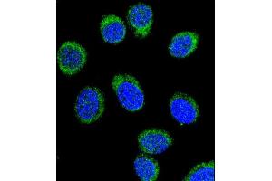 Confocal immunofluorescent analysis of SERPINC1 Antibody (C-term) (ABIN390671 and ABIN2840966) with 293 cell followed by Alexa Fluor® 488-conjugated goat anti-rabbit lgG (green). (SERPINC1 antibody  (C-Term))