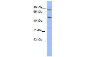 WB Suggested Anti-TRIM10  Antibody Titration: 0. (TRIM10 antibody  (N-Term))