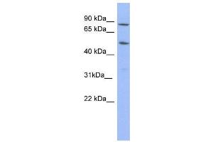 WB Suggested Anti-TRIM10  Antibody Titration: 0. (TRIM10 antibody  (N-Term))