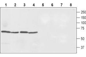 Western blot analysis of rat spleen (lanes 1 and 5), rat small intestine (lanes 2 and 6), rat liver (lanes 3 and 7) and mouse liver (lanes 4 and 8) lysates. (Solute Carrier Family 40 (Iron-Regulated Transporter), Member 1 (SLC40A1) Peptide)