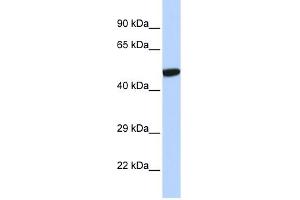 WB Suggested Anti-NR1I2 Antibody Titration:  0.