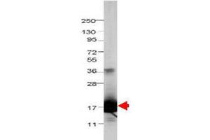 Western blot using  Protein-A Purified anti-bovine IL-1F5 antibody shows detection of recombinant bovine IL-1F5 at 17. (FIL1d antibody)