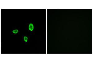 Immunofluorescence analysis of A549 cells, using OR10G7 antibody. (OR10G7 antibody  (C-Term))