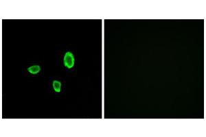 Immunofluorescence analysis of A549 cells, using OR10G7 antibody.