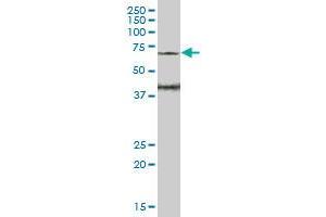 WASF3 MaxPab polyclonal antibody. (WASF3 antibody  (AA 1-499))