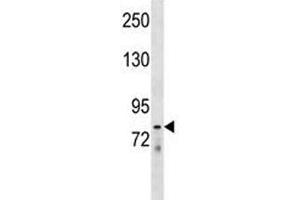 LOXL4 antibody western blot analysis in mouse liver tissue lysate. (LOXL4 antibody  (AA 575-603))