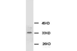 Western Blotting (WB) image for anti-Synaptophysin (SYP) antibody (ABIN1109183)