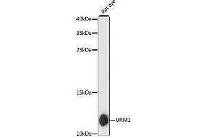 Western blot analysis of extracts of Rat eye using URM1 Polyclonal Antibody at dilution of 1:3000. (Urm1 antibody)