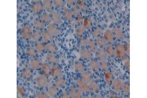 IHC-P analysis of Mouse Tissue, with DAB staining. (Netrin 1 antibody  (AA 313-565))