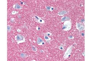 Anti-STX1A / Syntaxin 1A antibody IHC of human brain, cortex. (STX1A antibody  (Internal Region))