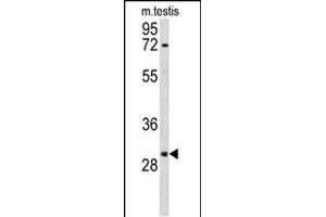 Western blot analysis of R Antibody (N-term) (ABIN653060 and ABIN2842661) in mouse testis tissue lysates (35 μg/lane). (RPA2 antibody  (N-Term))